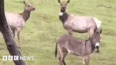 happy ending pornhub|Pet donkey found 'living best life' with elk, five years after escape.